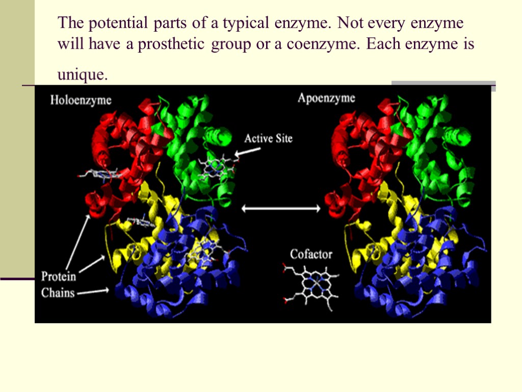 The potential parts of a typical enzyme. Not every enzyme will have a prosthetic